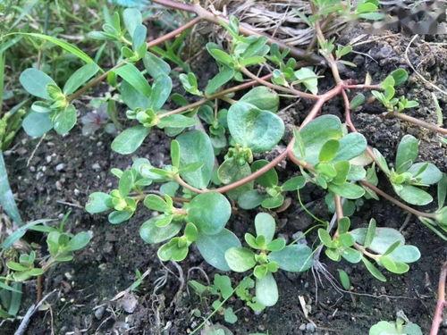 含羞草国产青视频,含羞草的柔美瞬间