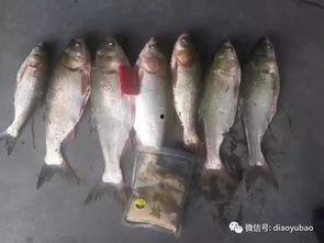 国产鲢鳙竿测评图纸视频,性能解析与使用体验分享