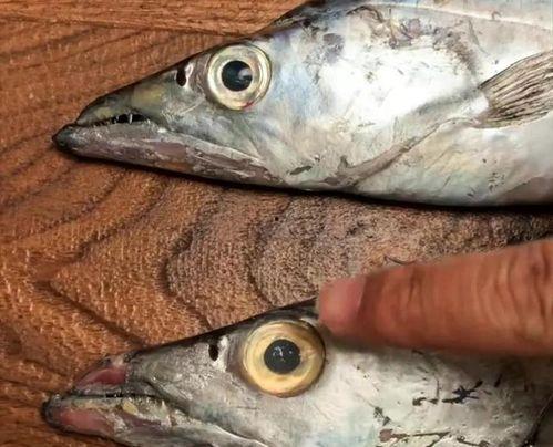 怎么养国产雪茄鱼视频,视频教程揭秘