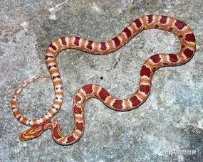 牛蛇是国产蛇吗视频